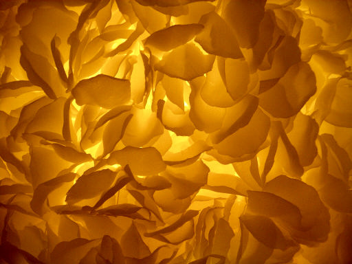 Sunlight creating a flower petal texture.